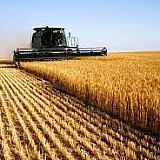 ΕΛΣΤΑΤ: Άνοδο 7,4% κατέγραψε ο γενικός δείκτης τιμών εκροών στη γεωργία - κτηνοτροφία τον Ιούλιο