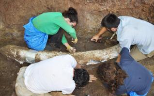Μουσείο στη Μεγαλόπολη: Αρχαίοι ελέφαντες για τη... βιτρίνα