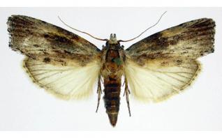 Ανακαλύφθηκε έντομο που τρώει πλαστικό